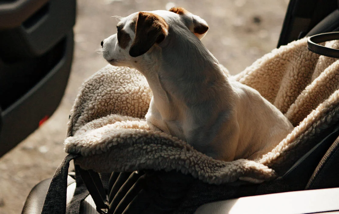 American Hairless Terrier Dog Carrier Car Seat