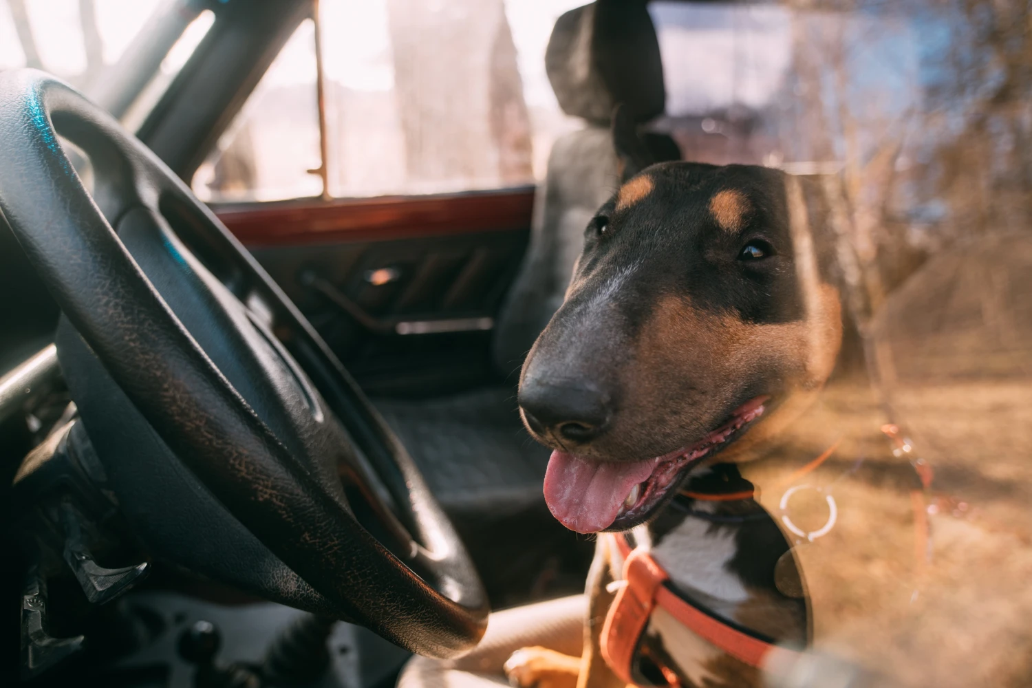 Honda HR-V Dog Car Seat for Bull Terriers