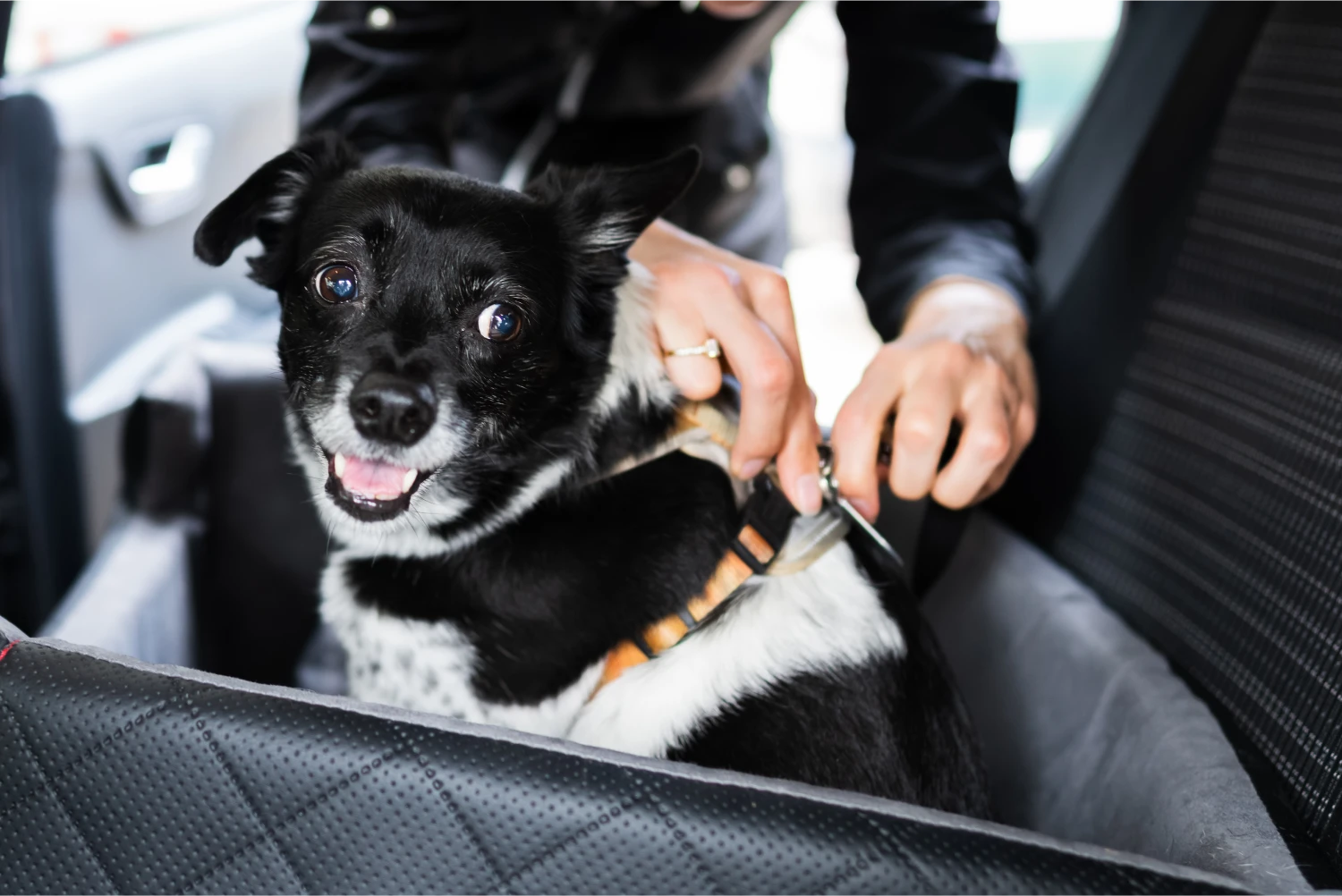 Toyota Corolla Dog Safety Belt for Cane Corso