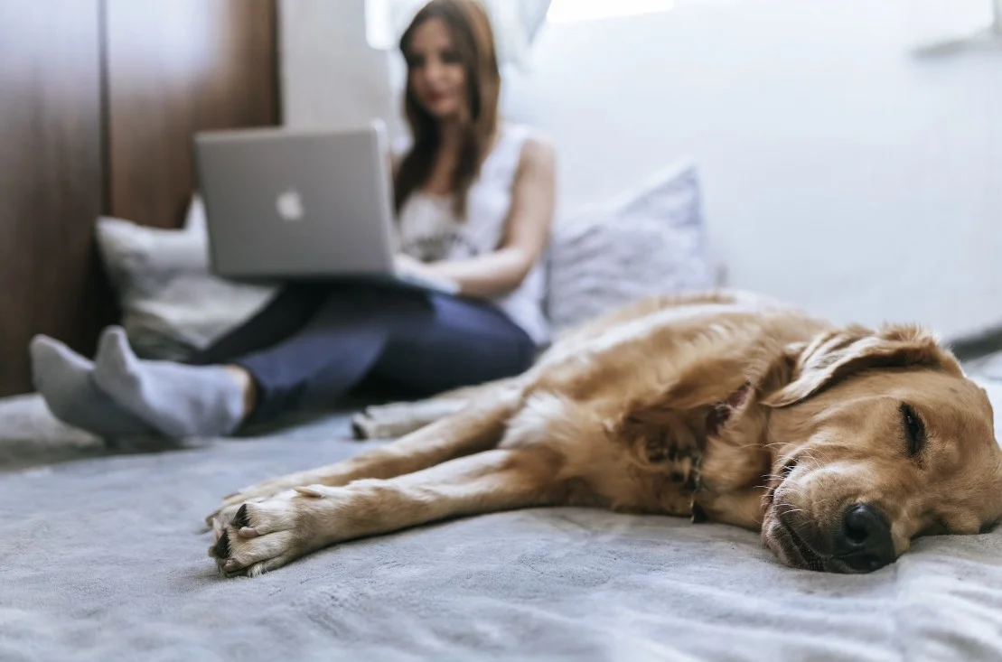 queen smart bed